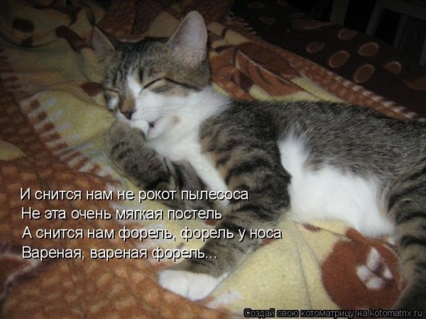 Спокойной ночи коты и котики с надписями