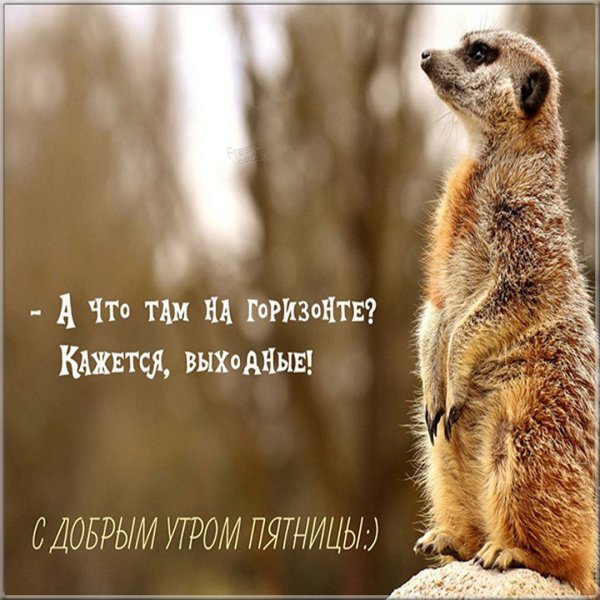 Доброе утро пятница картинки прикольные