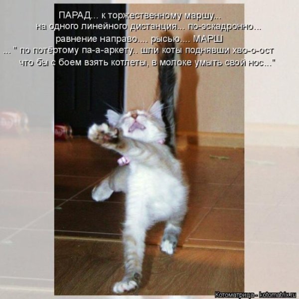 Коты приколы с надписями