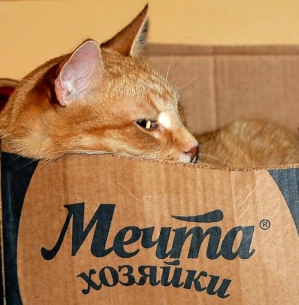 Коты с надписями