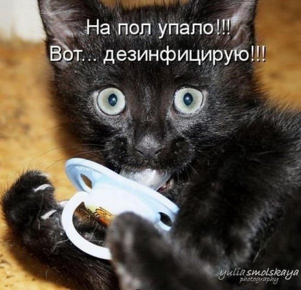 Смешные картинки про котов с надписями