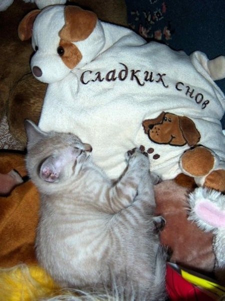 Спокойной ночи кот