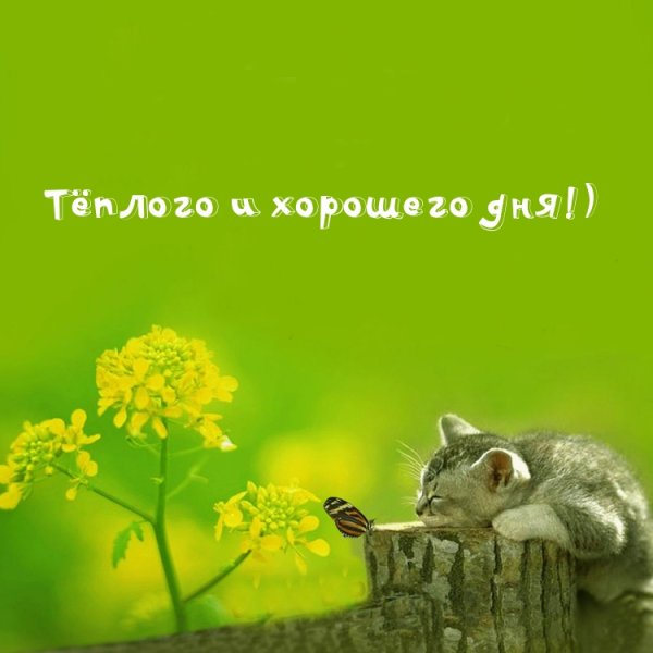 Доброго дня прикольные