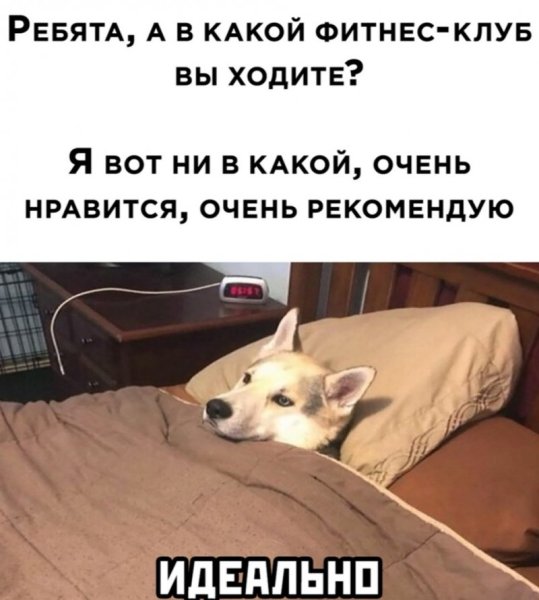 Прикольные картинки для поднятия настроения с надписями