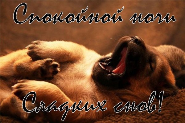 Спокойной ночи щенок