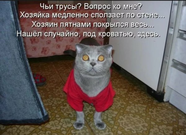 Смешные коты с надписями