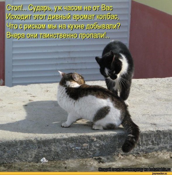 Забавные животные с подписями