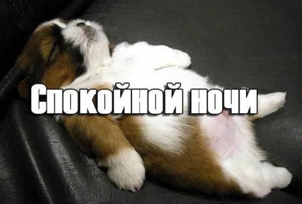 Спокойной ночи картинки прикольные смешные