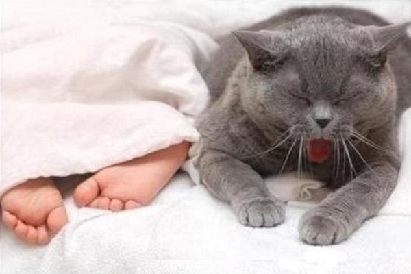 Доброй ночи котик