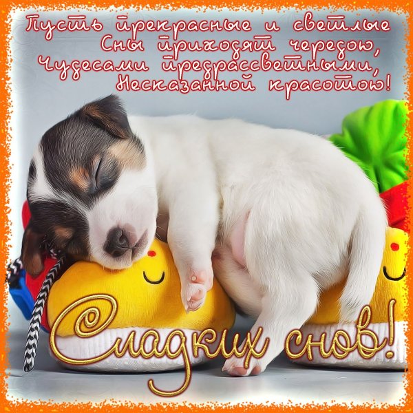 Прикольные пожелания спокойной ночи
