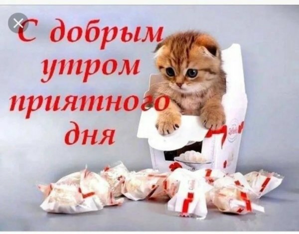 Открытки с добрым утром с котятами