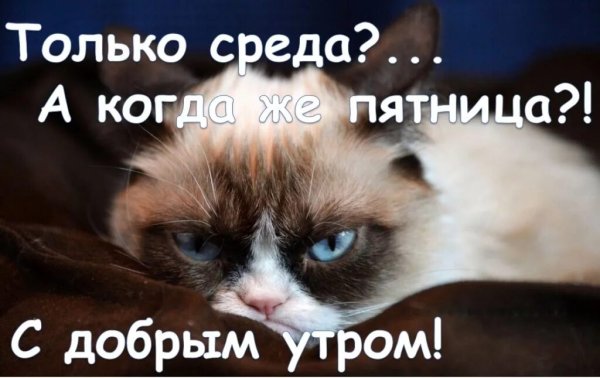 С добрым утром среды прикольные