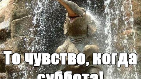 Суббота картинки смешные
