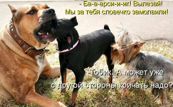Приколы картинки с надписями