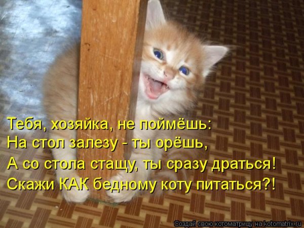Смешные коты с надписями для поднятия настроения