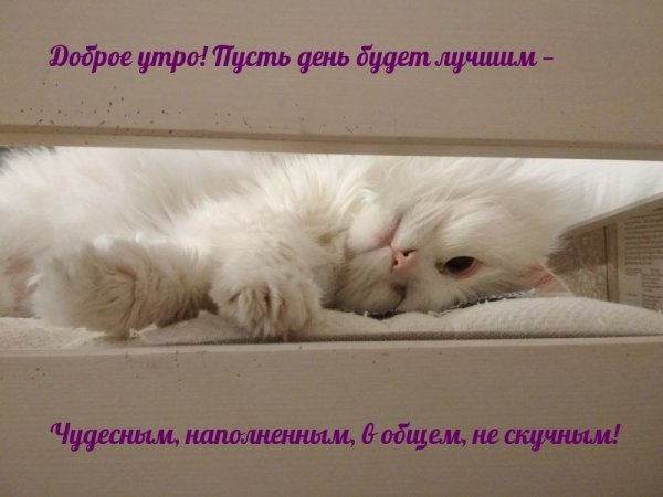 Прикольные картинки для поднятия настроения