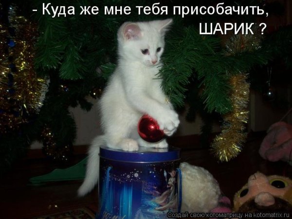 Новогодние коты и юмор