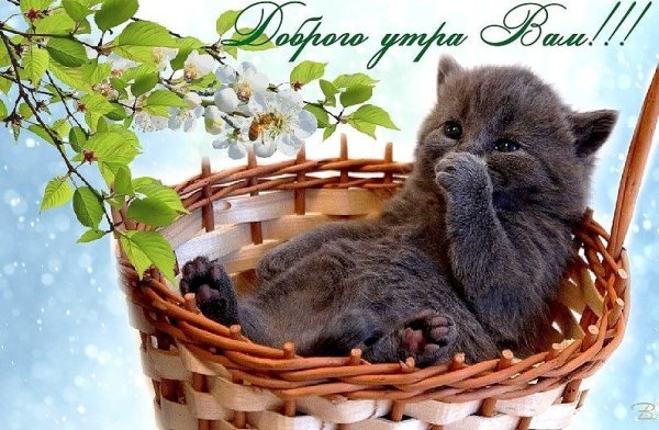 Доброе Весеннее утро с котиками