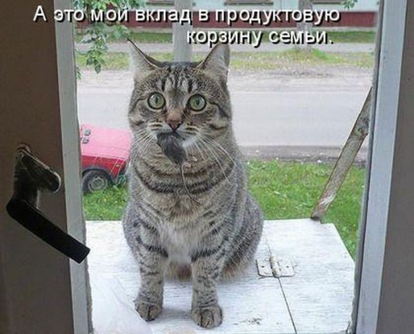 Прикольные котики фото с надписями