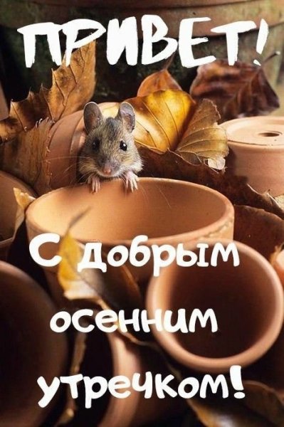 Открытки с добрым утром прикольные