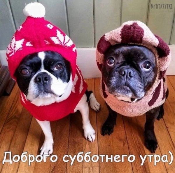 Доброе субботнее утро с животными