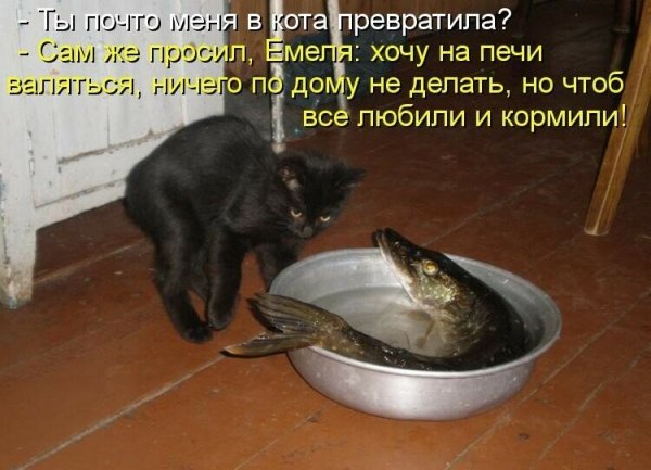 Смешные приколы про животных с надписями