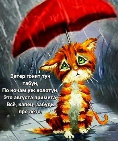 Котик с зонтиком под дождем