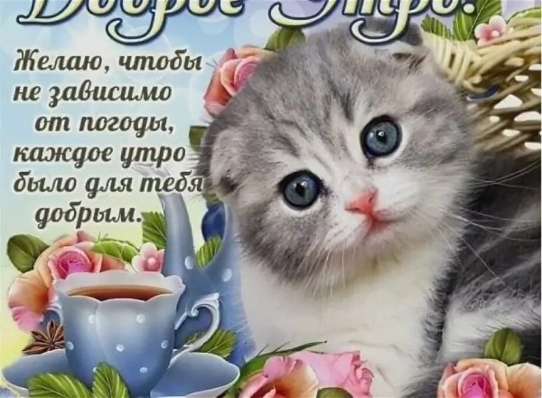 Открытки с добрым утром с котиками