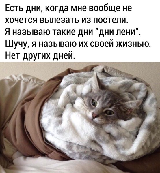 Кот похолодало