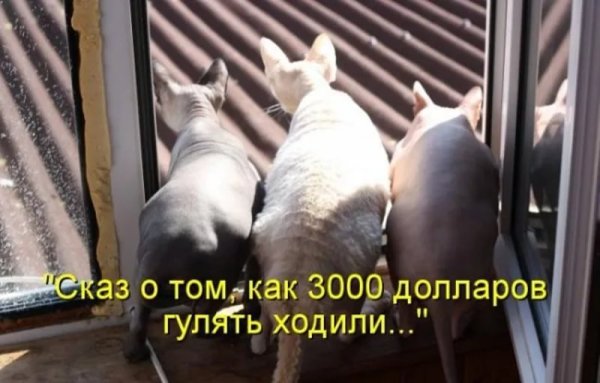 Животные с надписями до слёз