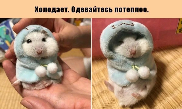 Весёлые картинки для поднятия настроения