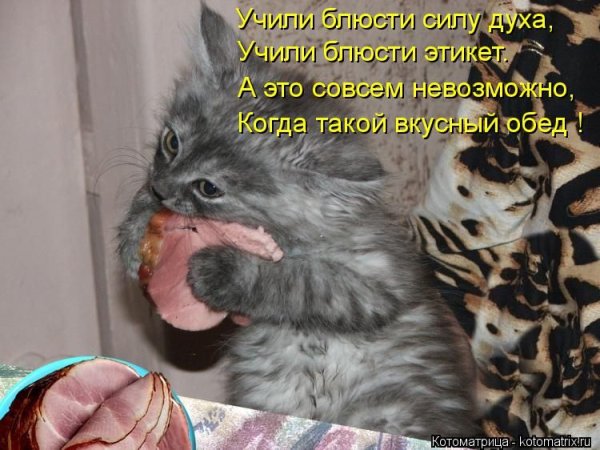 Прикольные животные с надписями