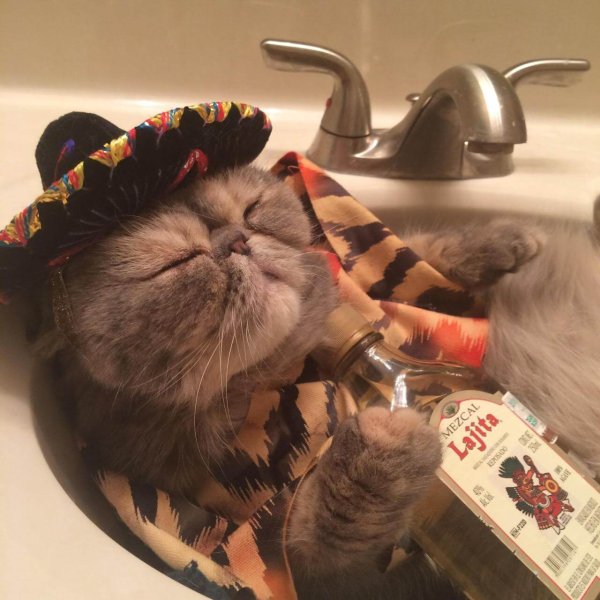 Котики смешные