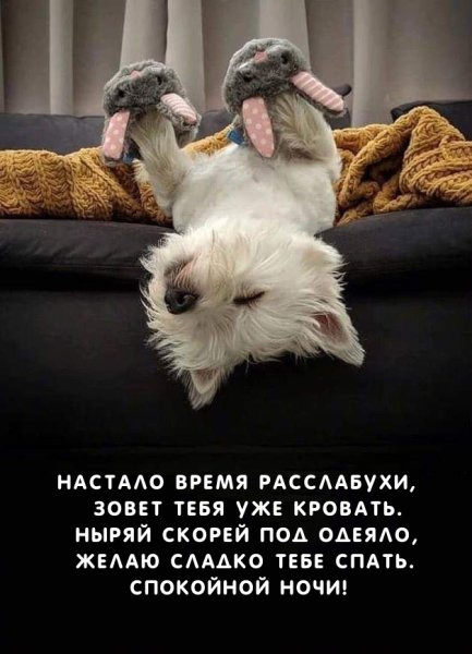 Спокойной ночи смешные животные