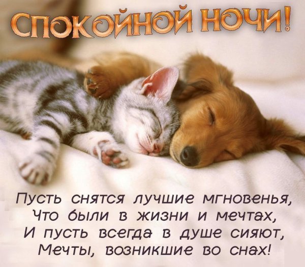 Милые спящие животные