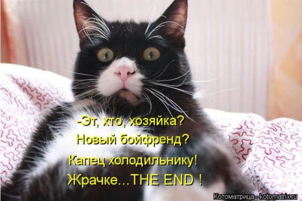 Позитивный кот с надписями