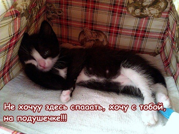 Спокойной ночи коты и котики с надписями