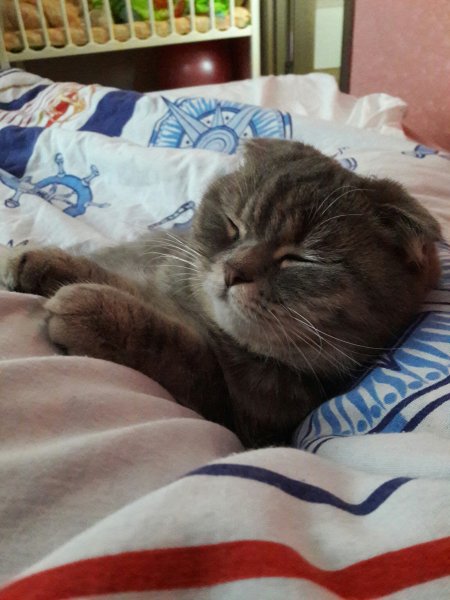 Спящий кот