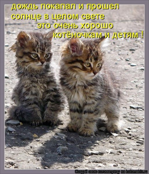Коты с надписями