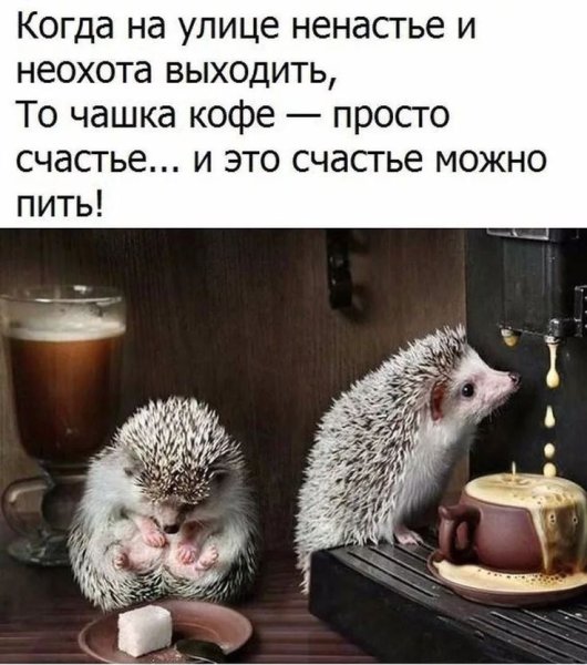 Юмор картинки приколы с надписями