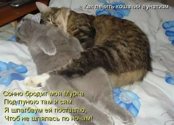 Смешные коты с надписями