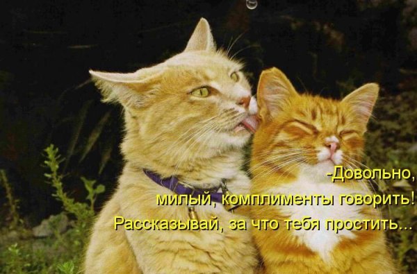 Любовные котики с надписями