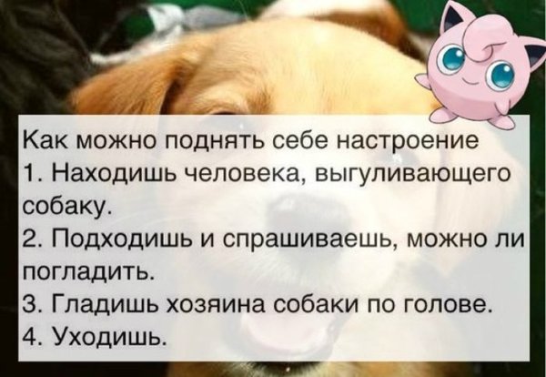 Весёлые картины для поднятия настроения