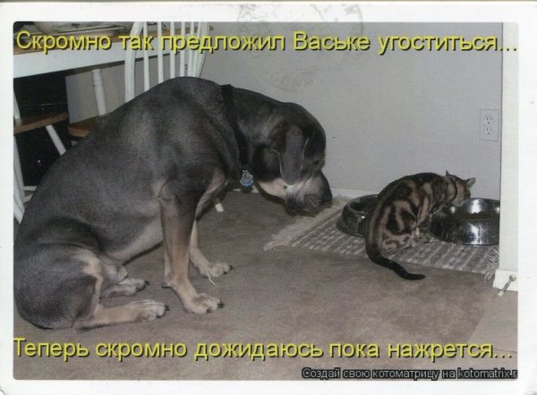 Юмор про собак