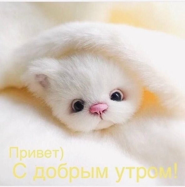 Доброе утро Пушистик