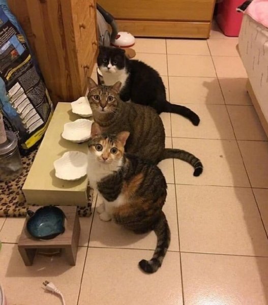 Прикольные коты с добрым утром