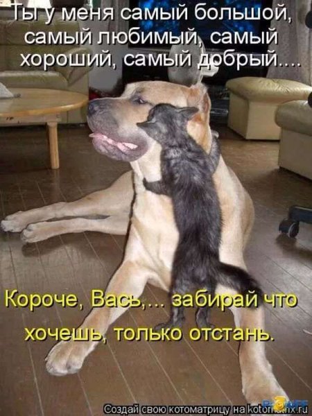 Веселые животные с надписями