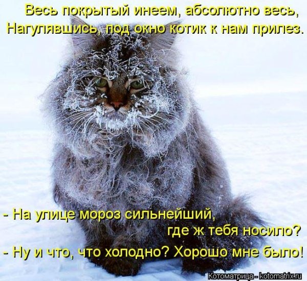 Доброе утро Мороз
