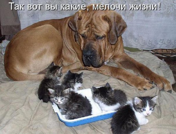 Смешные надписи с животными