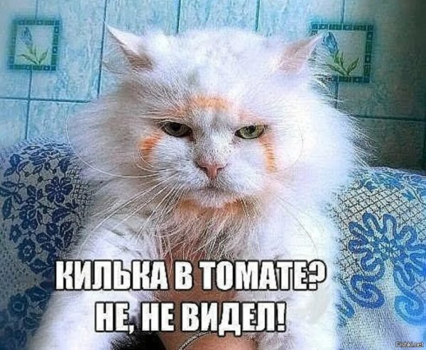 Смешные котики с надписями для настроения